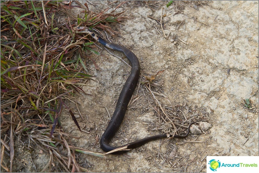 Cobra morta na estrada