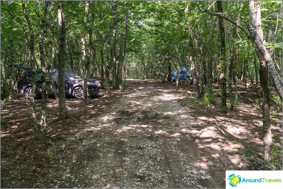 A Camping Raccoon lombhullató erdőben található.