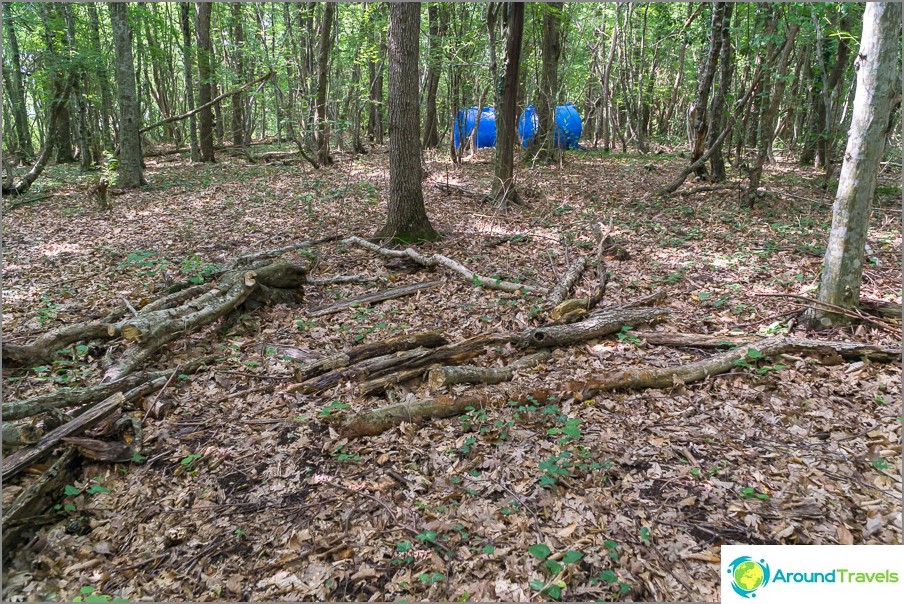 Het bos staat nog steeds vol met gratis brandhout