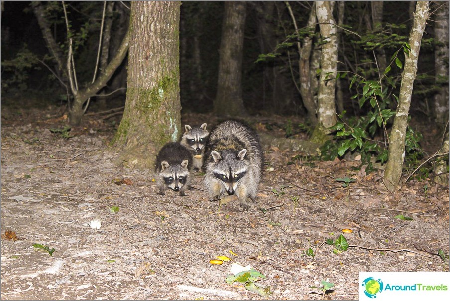 In the evenings, raccoons come to feast on leftovers.