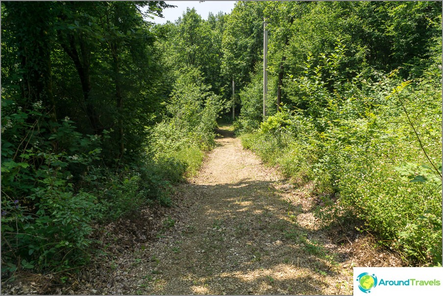 Part of the path goes through the forest