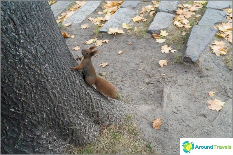 Squirrels run very fast, the shutter speed has to be set very short