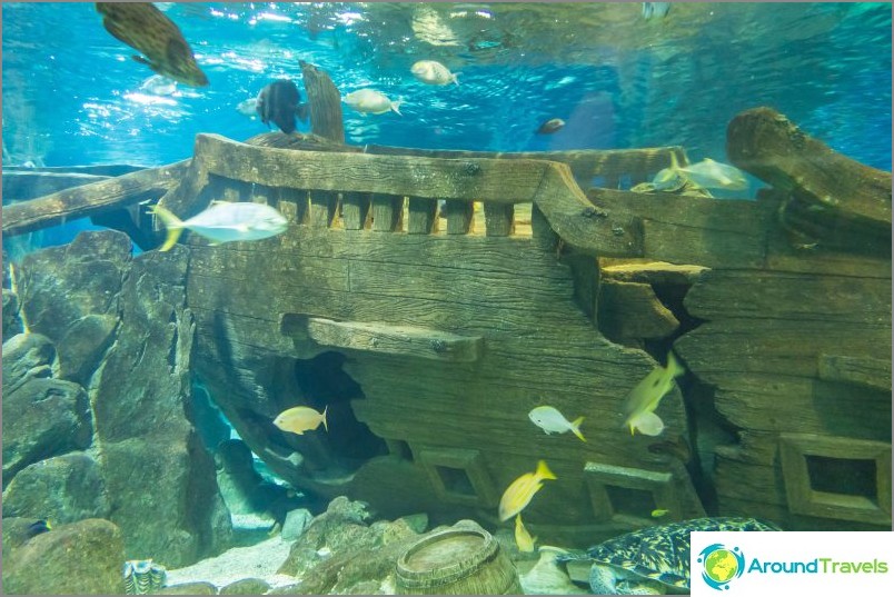Oceanarium في أدلر - فرحة وصدمة بشكل مدهش