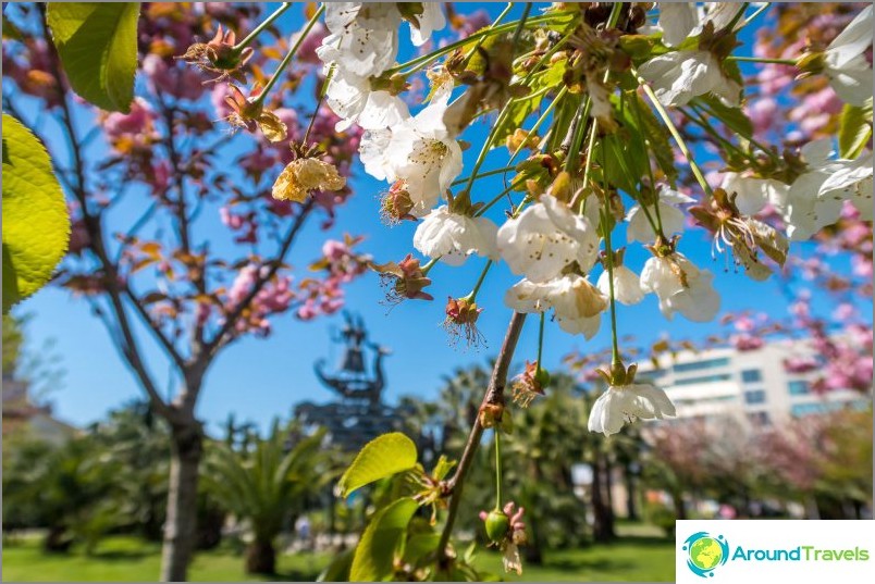 ساحة التعاونية - عندما تزهر ساكورا في سوتشي