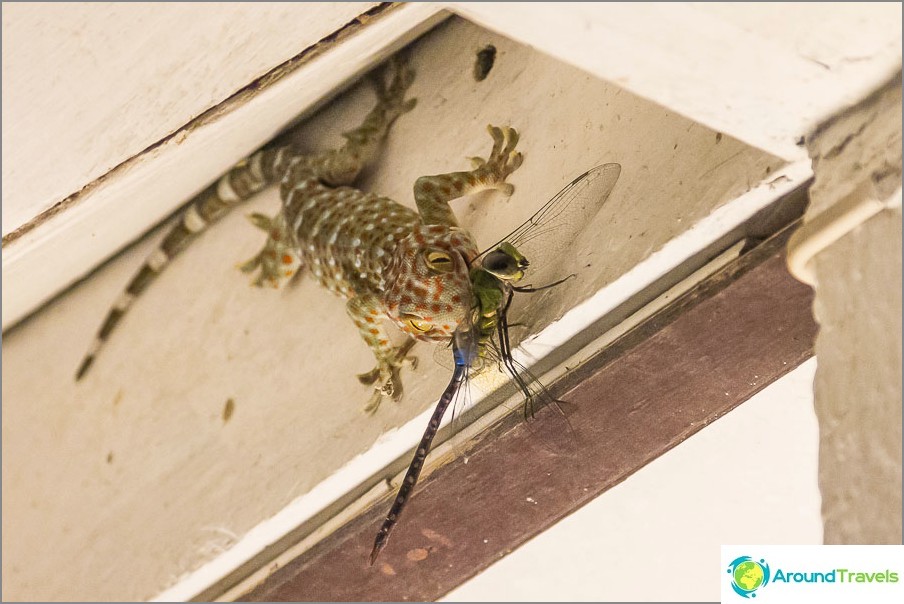 Natural processes on the veranda of the house