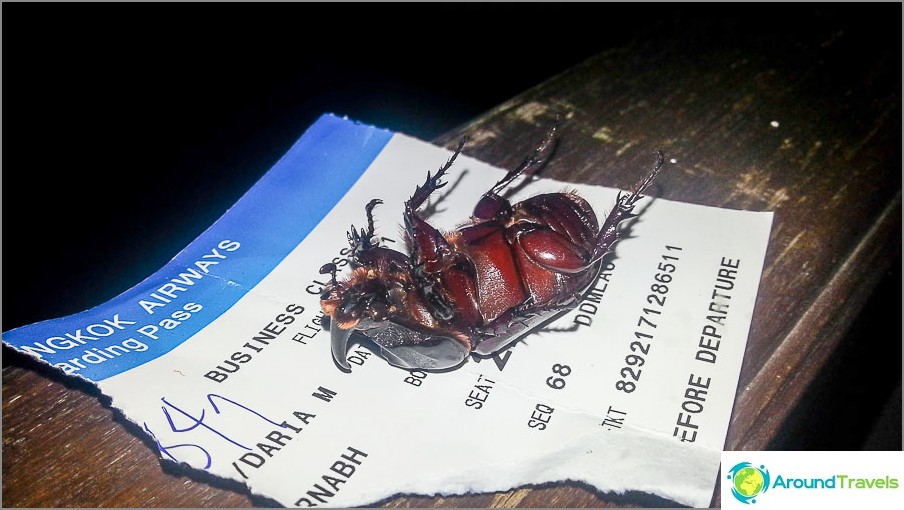 Beetles come to sleep on the veranda (he's alive!)