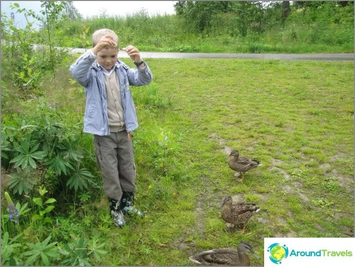 Fedya and ducks. Jyväskylä