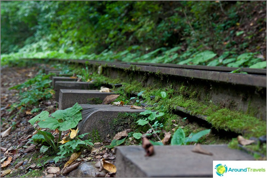 The rails and sleepers are all covered in moss