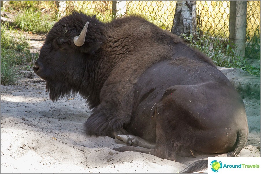 Bison päivystyksessä