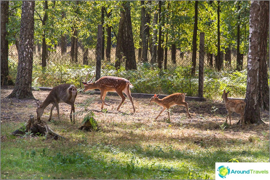 Deer päivystyksessä