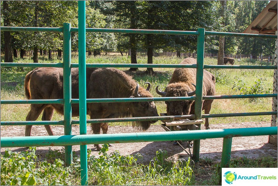 Bisonte na calha de alimentação