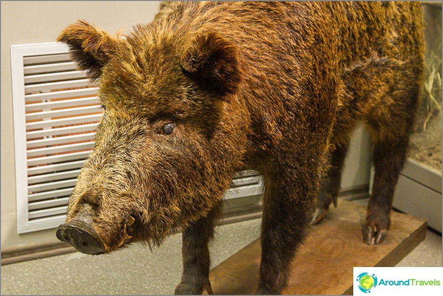 A stuffed wild boar in the museum
