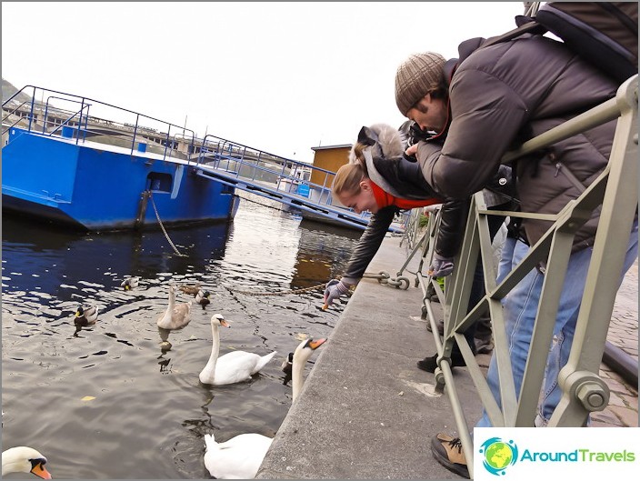 And in the very center of Prague, beggar swans swim in the Vltava River