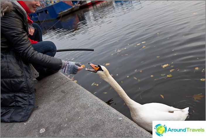 And in the very center of Prague, beggar swans swim in the Vltava River