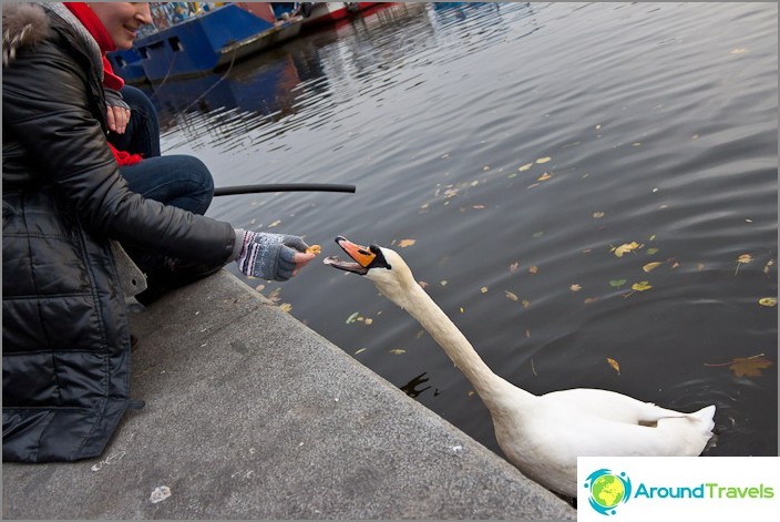 และในใจกลางกรุงปรากในแม่น้ำ Vltava ขอทานหงส์