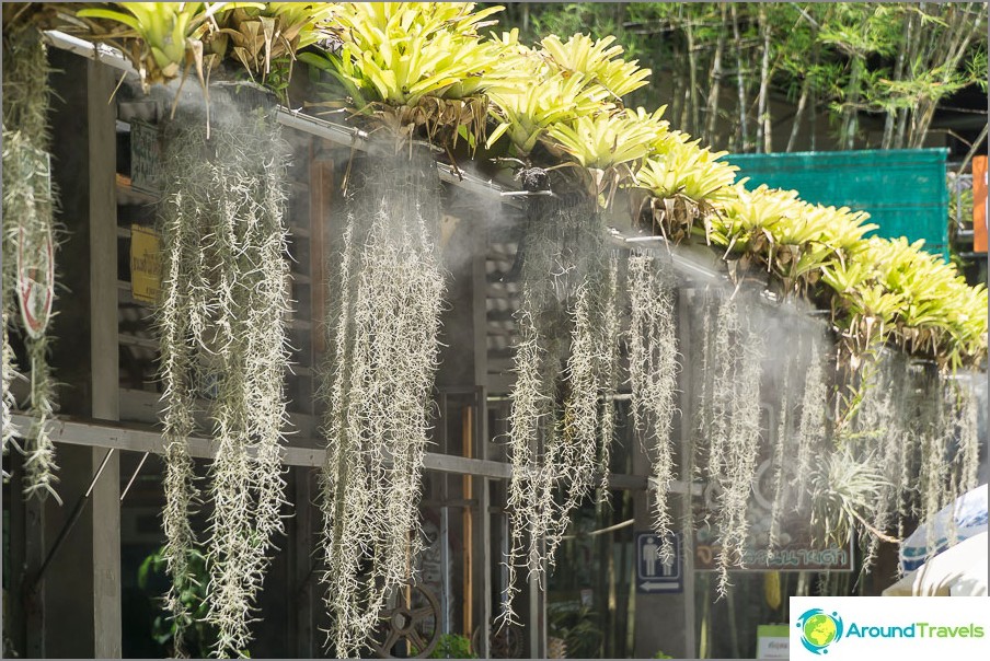 Flowers with irrigation near the cafe