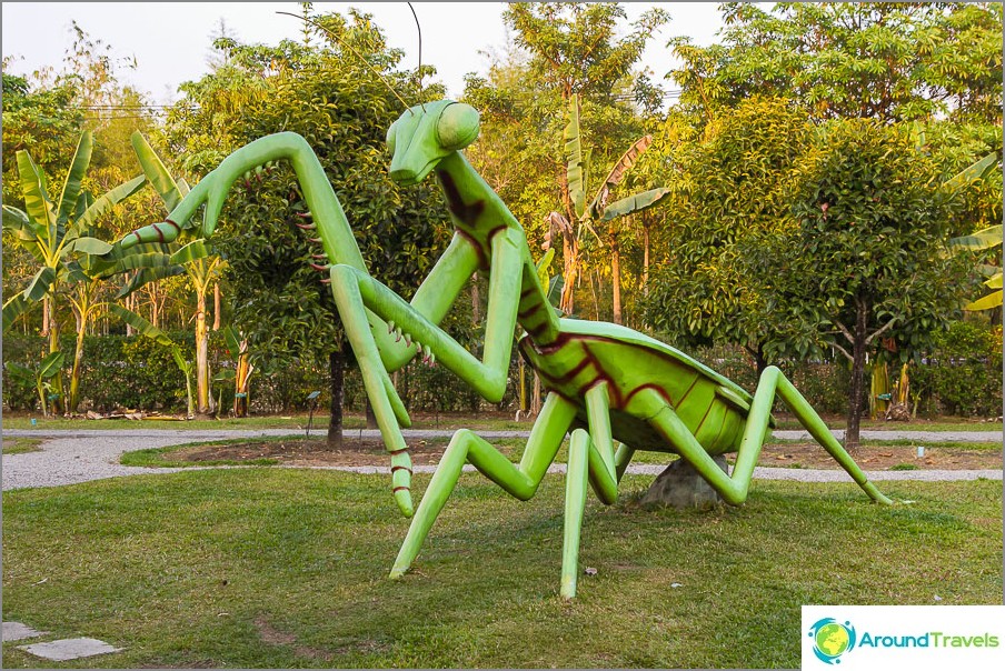 Great Mantis zwerven door de Royal Flora