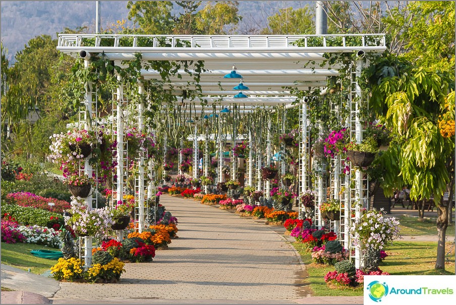 Flower corridor