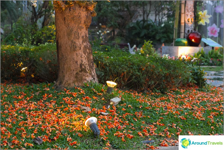 Petals fallen from the tree, beautifully