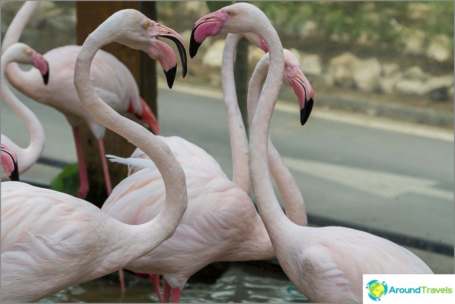 Flamingos, also at the entrance