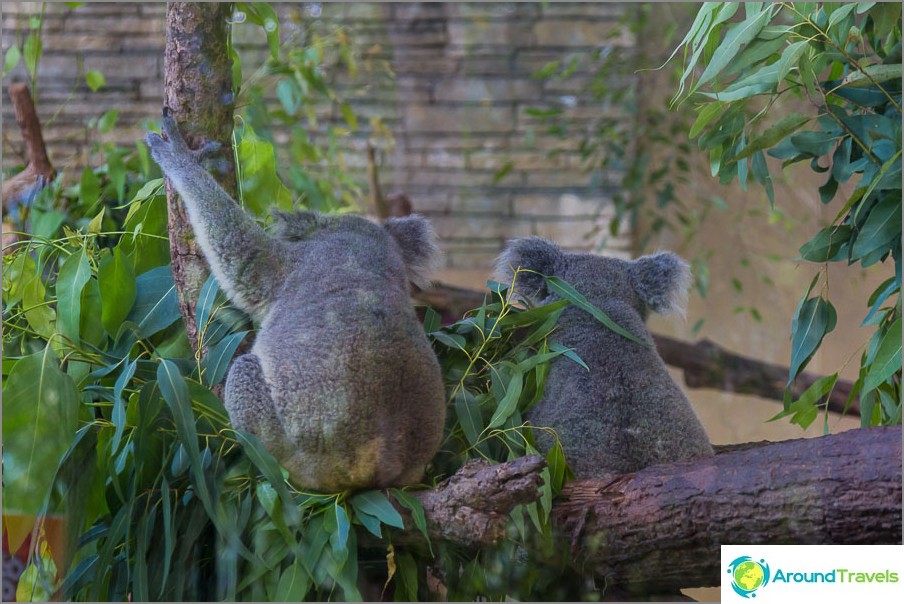 Koala's keerden koppig weg van mij, en voor een stel