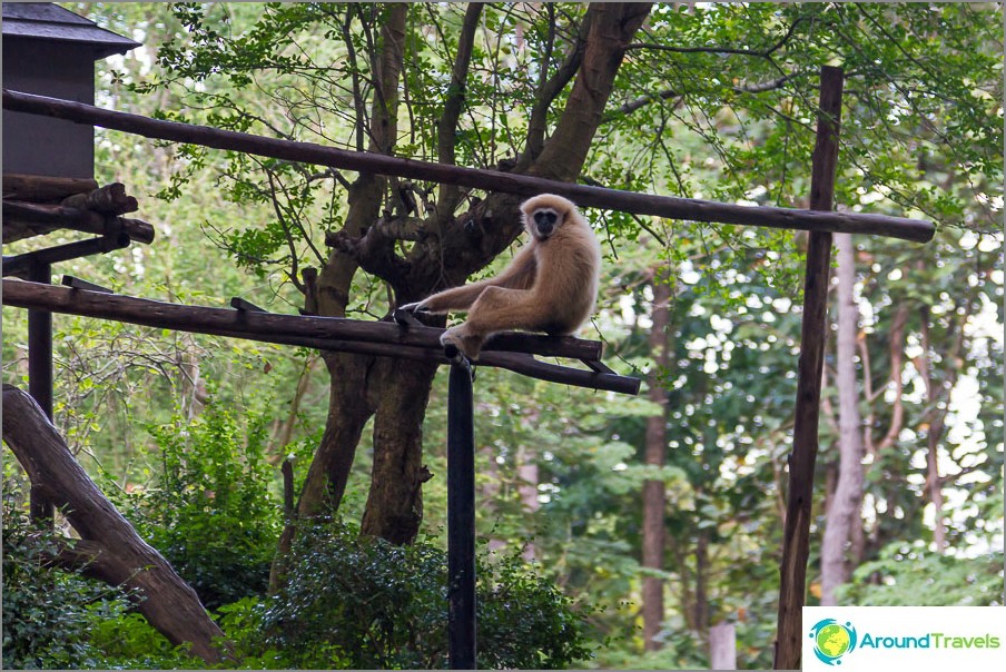 D'un côté les singes sont assis