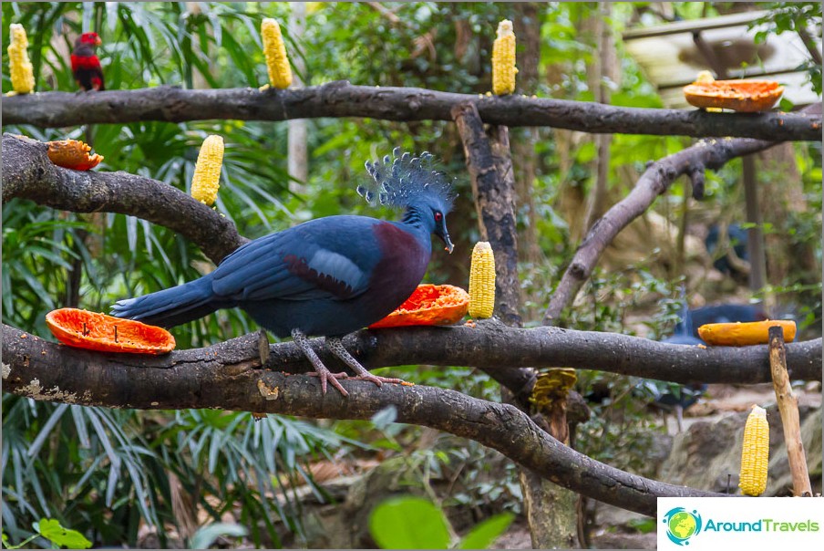 Ein blauer Vogel zischte mich an und ich dachte, ich würde die Papaya wegnehmen