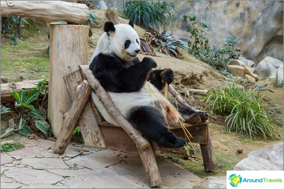 Panda zit in een stoel en hamster bamboe