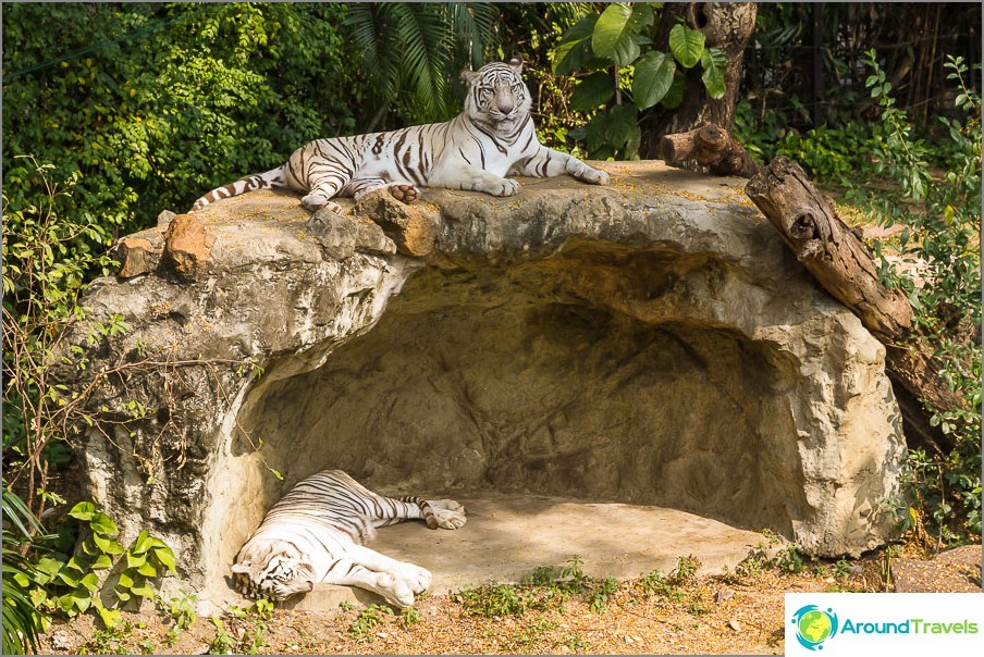 Tigers approaching