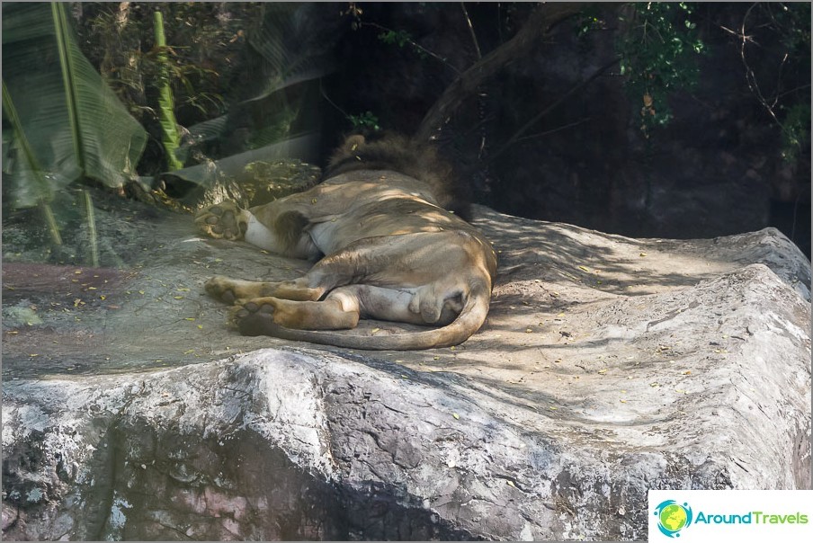 アプローチで眠っているライオン