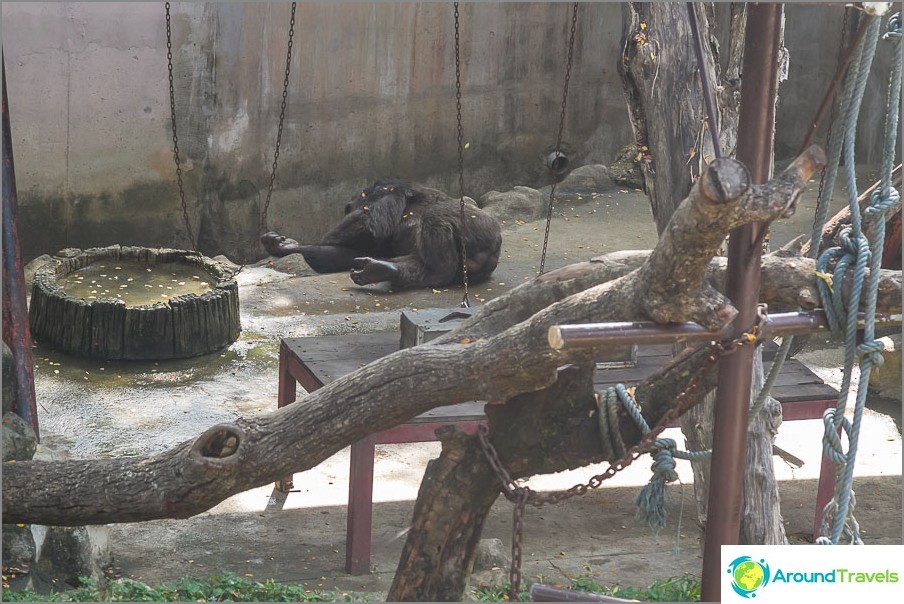 Der Gorilla liegt irgendwo in der Ferne und verschmilzt mit dem Hintergrund