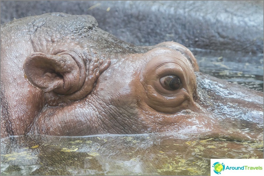 Hippo approaching through glass