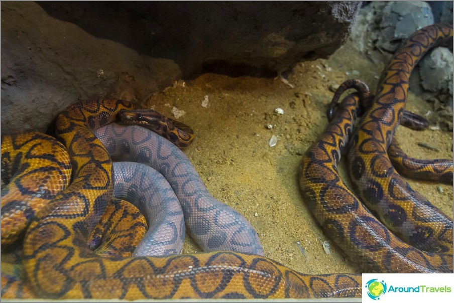 Claramente hay algo mal con la serpiente