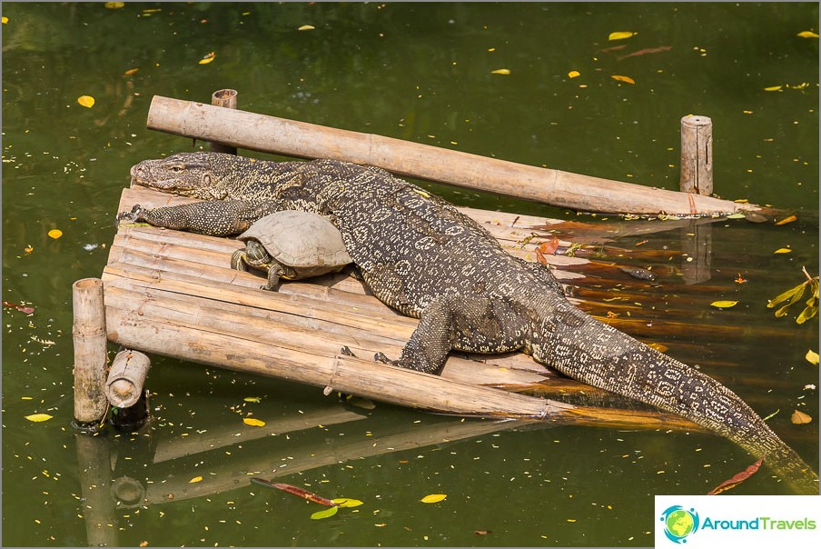 Turtles and monitor lizards live in the pond