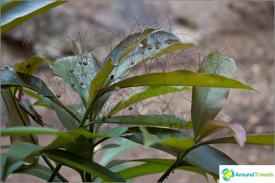 The spider bush is creepy!