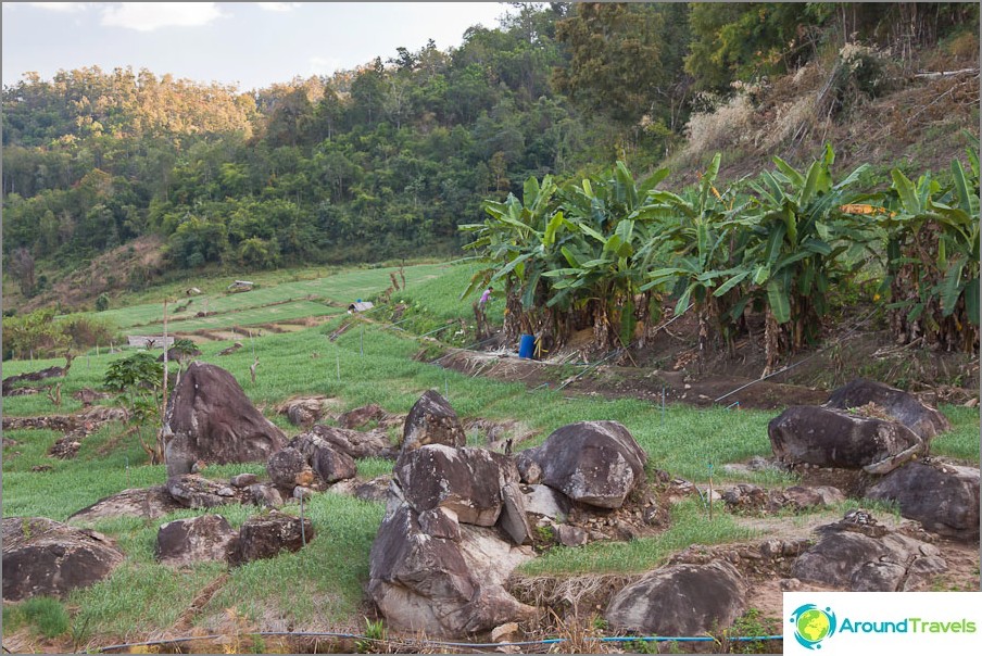 Paisagens rurais da Tailândia