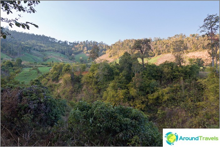 Lush vegetation near the waterfall