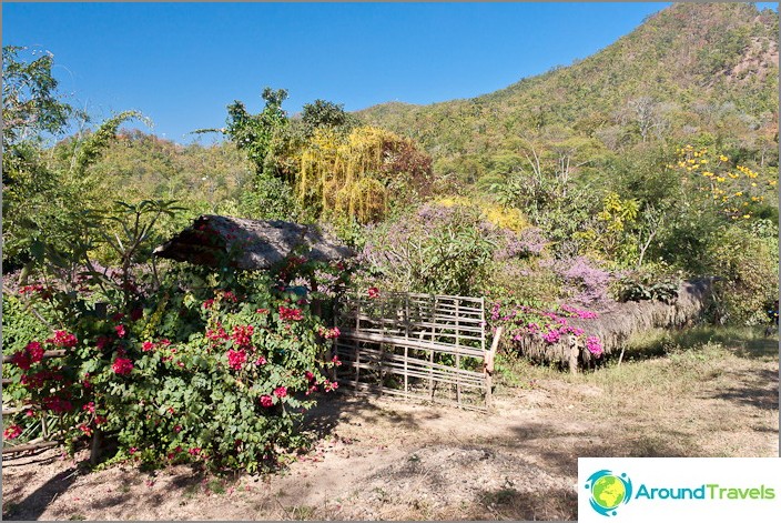 Around flowers, vines and other vegetation