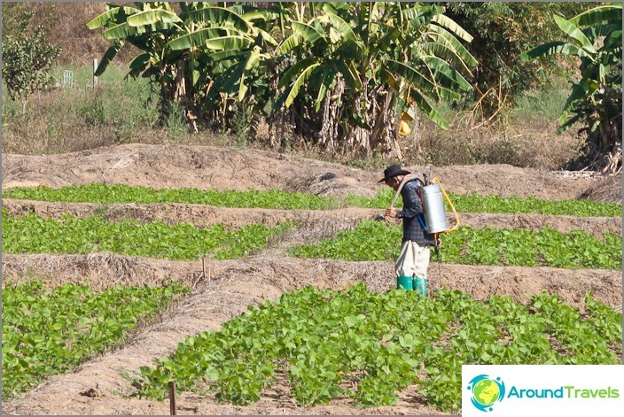 Agriculture in Pai