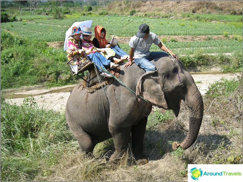 حتى ركوب الفيل مع مقعد السرج