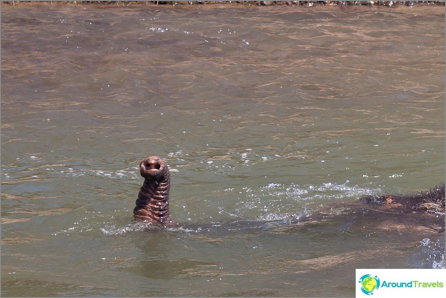 A volte un elefante va completamente sott'acqua