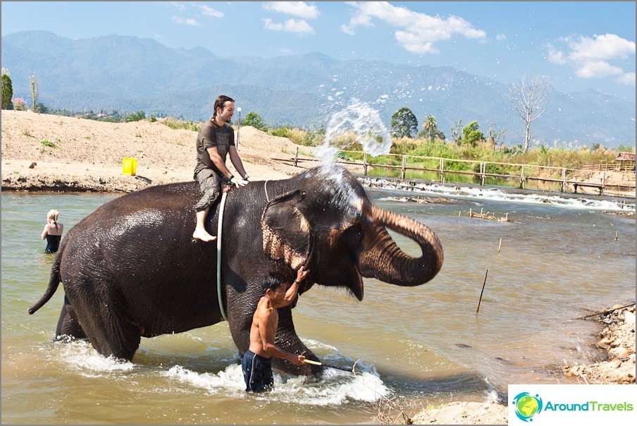 Elephant na koni a plavání uspěl, čas jít domů