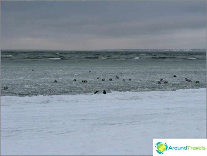 Балтійське море. Качки.