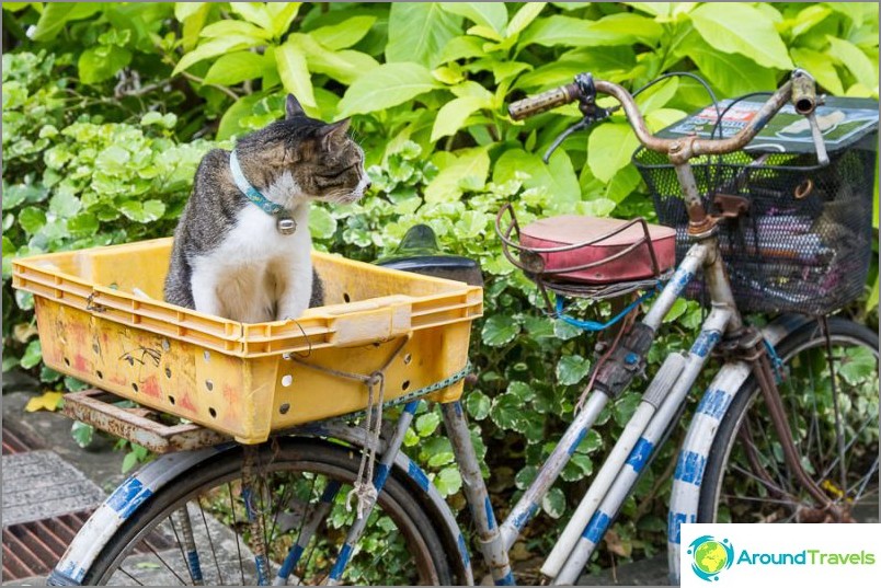 In Tailandia con un cane o un gatto