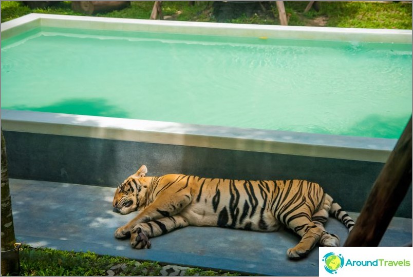 Parque del tigre en Pattaya