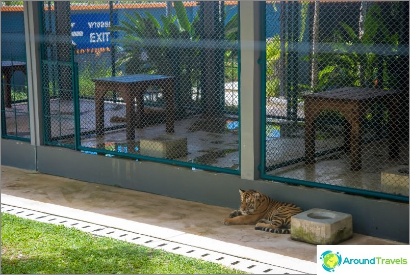 Aviário para filhotes de tigre