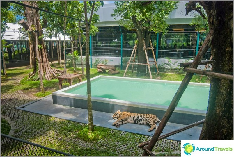 Pattaya Tiger Zoo - exotisches Selfie mit zahmen Tigern