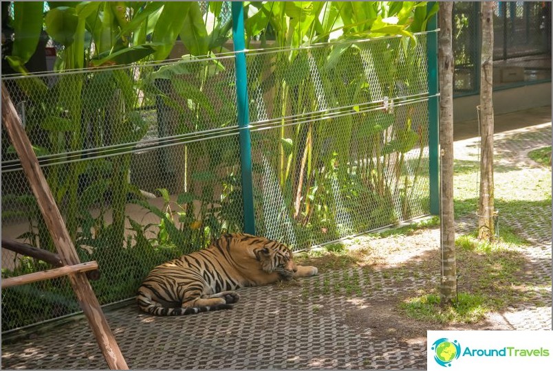 Tiger Zoo in Pattaya - exotic selfies with "tame" tigers