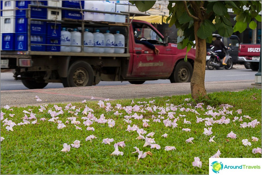 Promenader i staden Chiang Mai