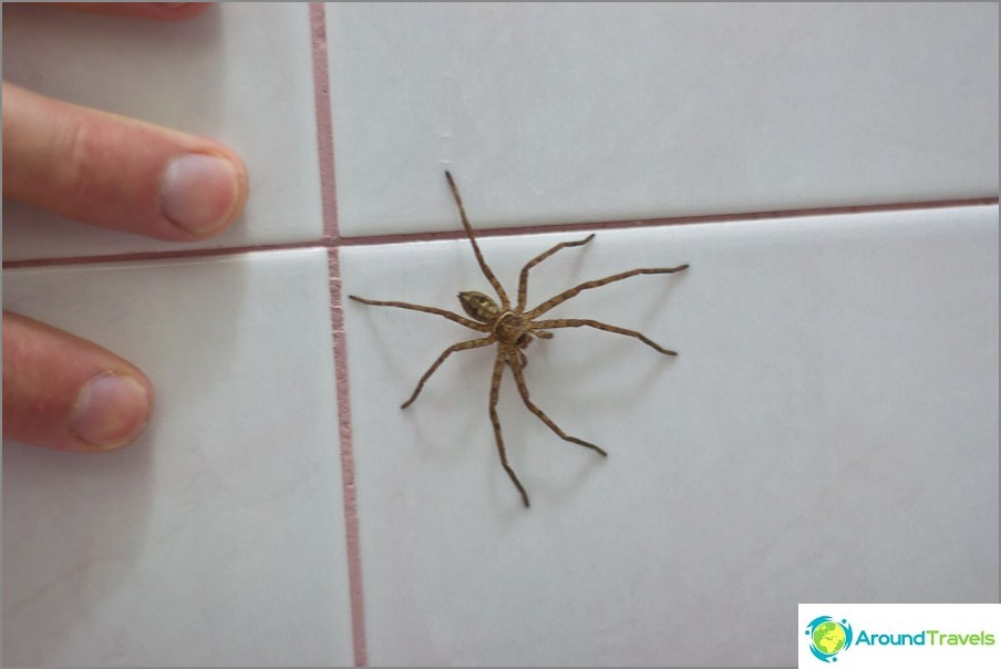 Aranhas podem entrar na casa